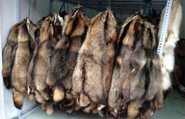 璨夊瓙鍏绘畺楠楀眬,璨夊瓙鍏绘畺