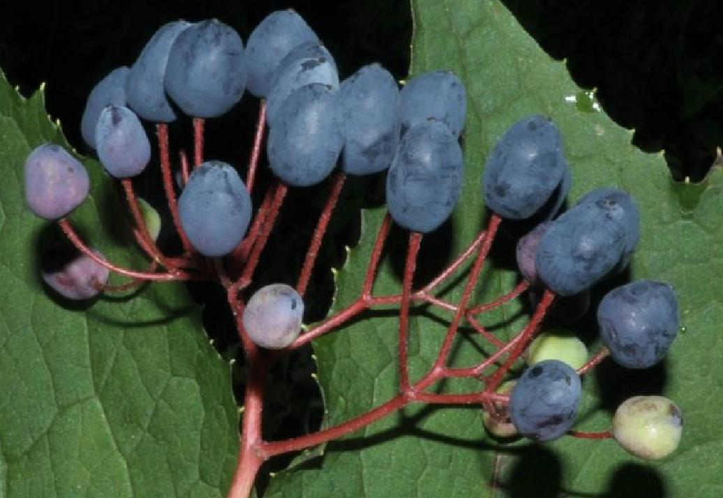 江边一碗水是什么,江边一碗水图片