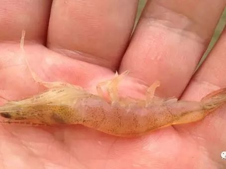 南美对虾怎么防治肠炎,治疗对虾肠炎最快有效方法