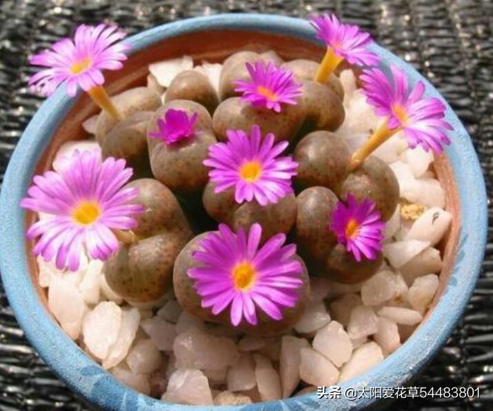 多肉生石花怎么移栽,多肉生石花多久开花