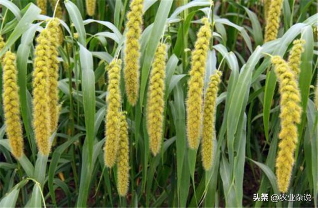 有机稻米的种植方法,有机大米的种植方式