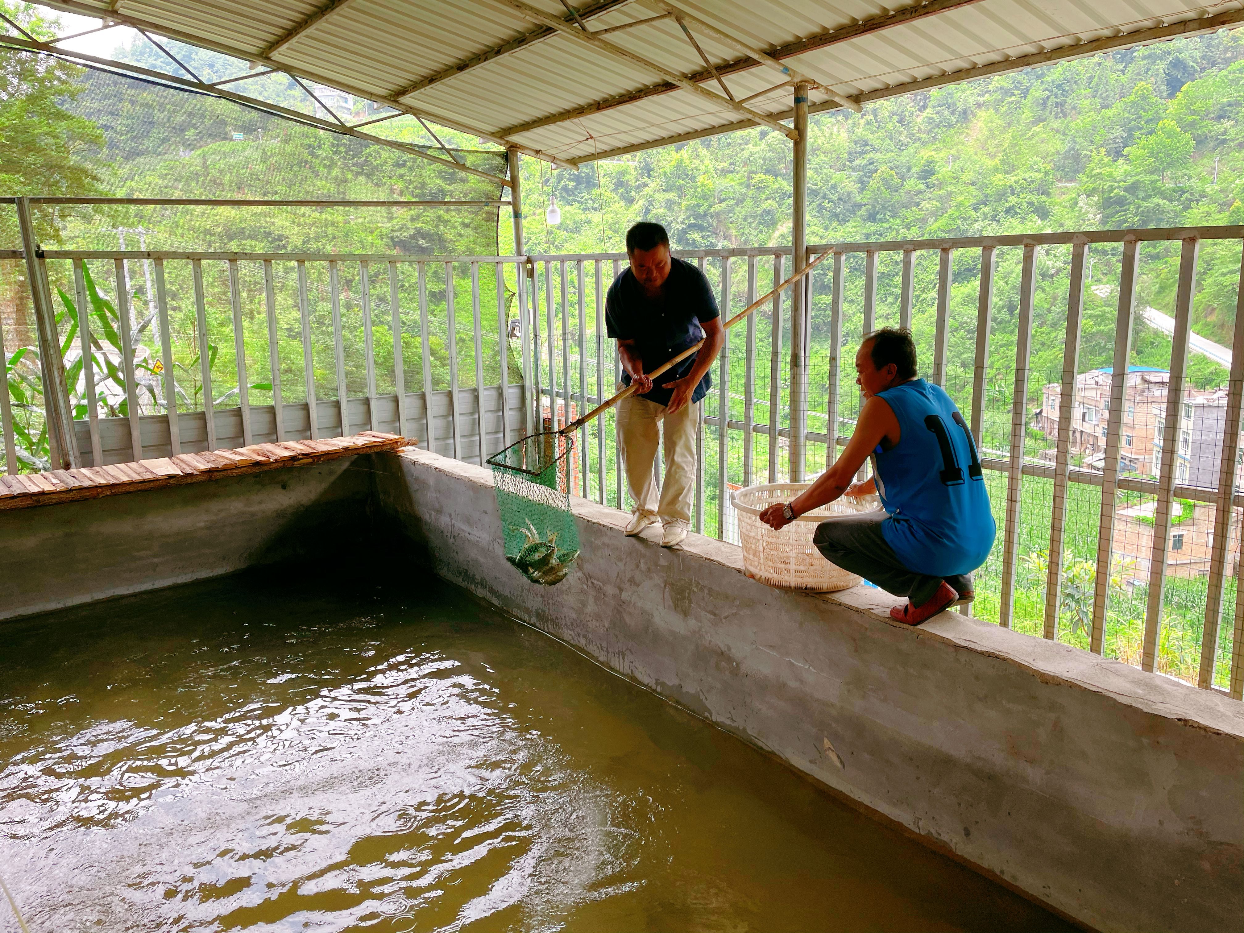 高位池养殖生态鱼,零网箱养生态鱼