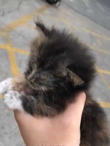 捡到一只流浪猫眼睛烂了怎么办,捡了一只生病的小奶猫