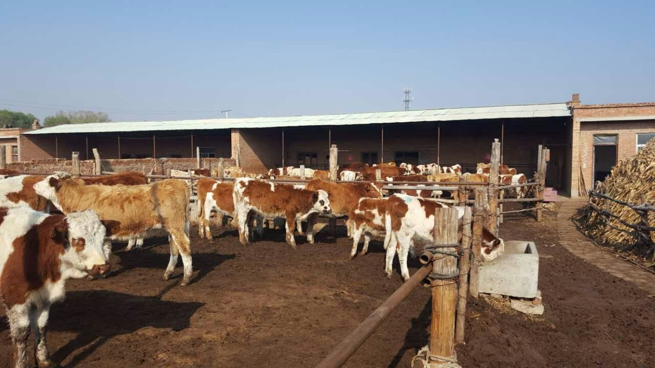 大型生猪养殖农业补贴,生猪养殖新型农业主体贷款