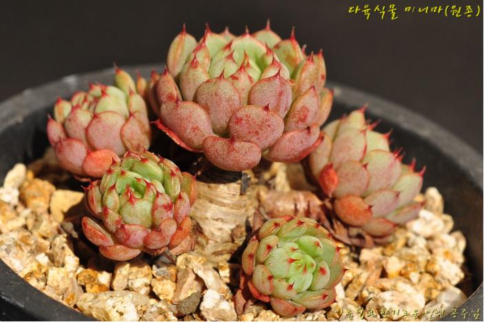 多肉公主艺术造型,韩国画多肉的女孩