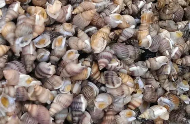 防城港怎么吃海鲜便宜不被坑,防城港干货海鲜有哪些