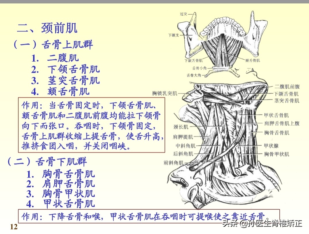 系统解剖学骨学ppt课件,解剖学基本知识ppt课件