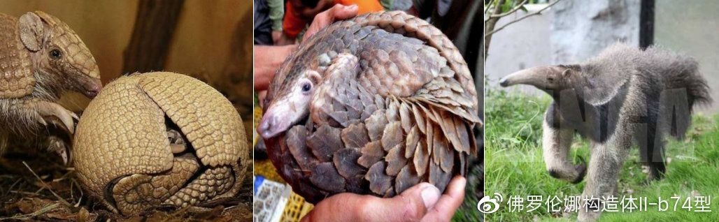 动物森友会村民图鉴,动物森友会村民稀有度排名