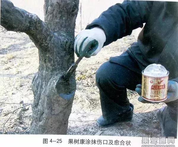 5年红富士苹果树冬季修剪技术,苹果树的冬季修剪技术视频