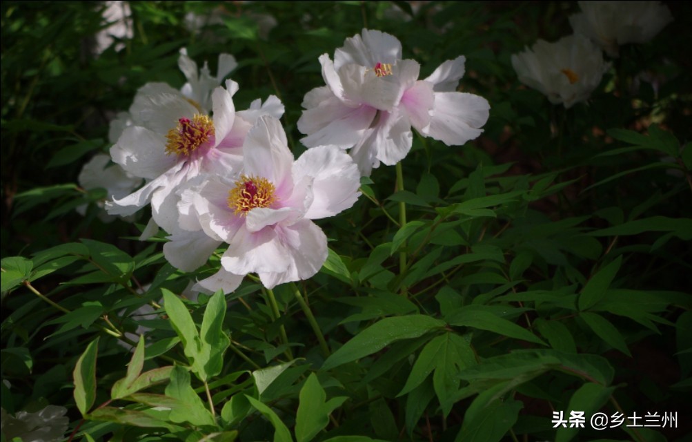 芍药花开的季节等你欣赏,芍药花开如诗如画