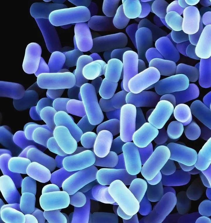 乳酸杆菌,乳酸杆菌有哪些菌种