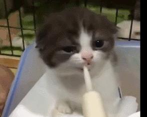 幼猫宠物怎么养,宠物幼猫饲养方法