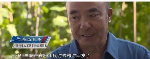 白龙马惨死最后怎么解决的,白龙马惨死事件