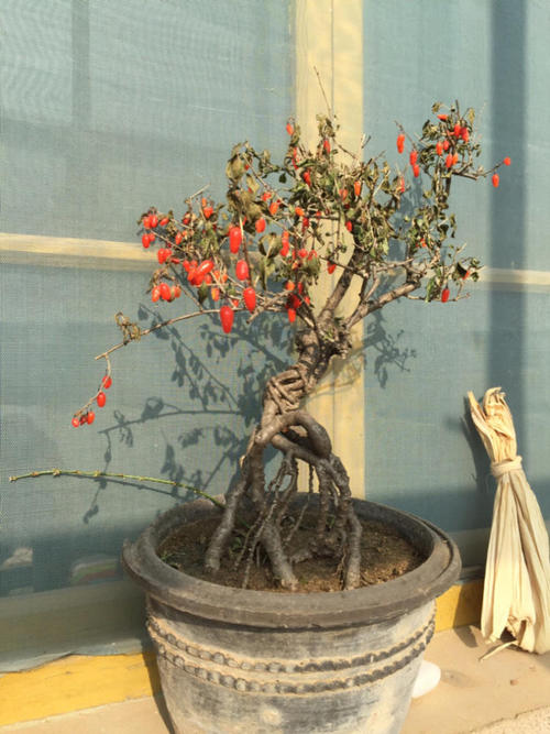 枸杞苗盆景如何养成老桩,枸杞盆景栽培方法