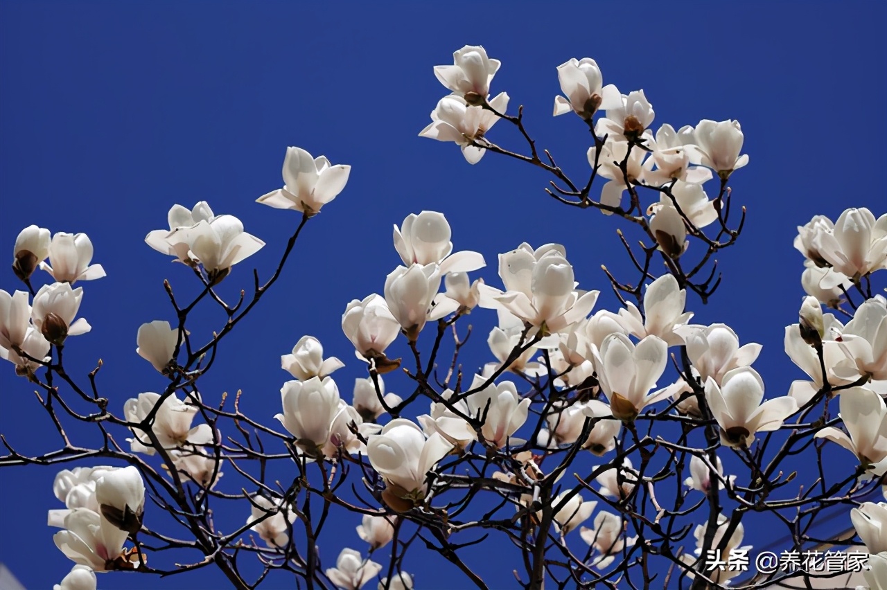 人间二月天歌曲,人间最美二月天图片