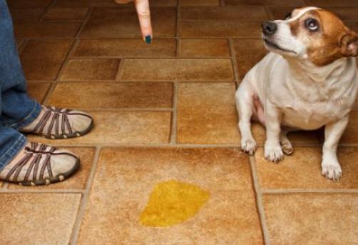 狗狗总爱舔人是怎么回事,狗狗为什么爱舔人皮肤