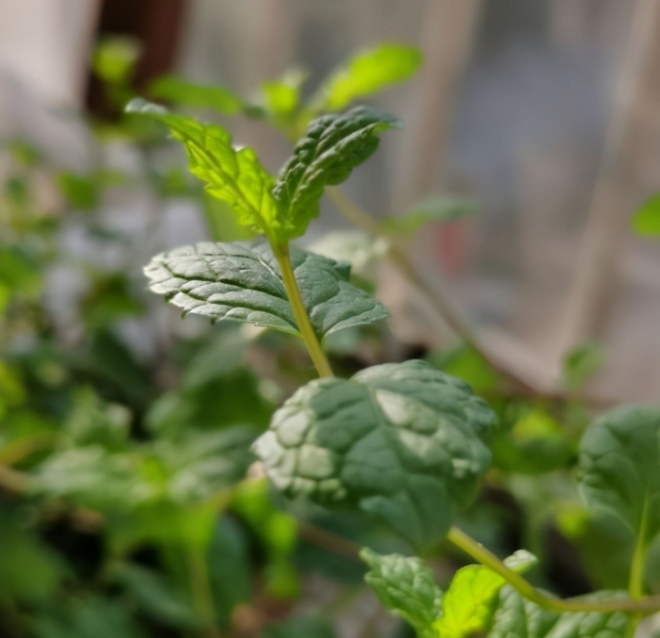 薄荷长出长长的枝条可以扦插吗,薄荷扦插几盆最好