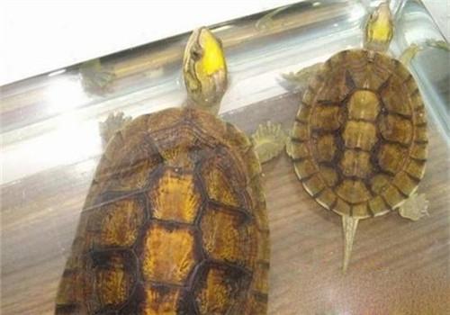 陆地乌龟品种大全世界十大名龟,乌龟种类里什么龟又便宜又漂亮