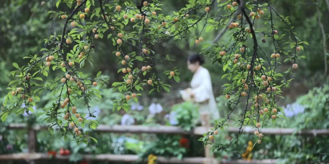 番茄锅酸甜番茄,超浓郁的番茄火锅吃一次就爱上了