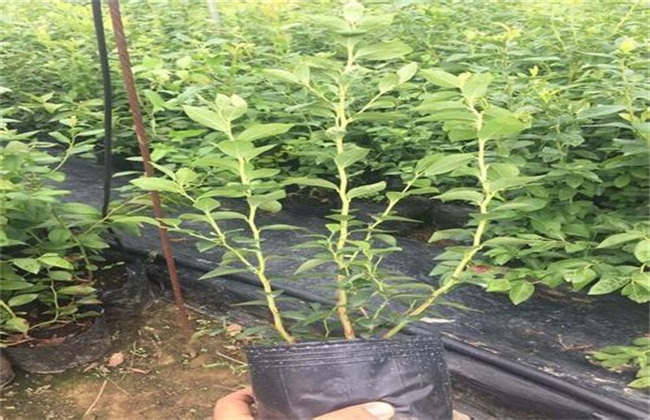 花石榴树的繁殖方法,石榴树压条繁殖时间