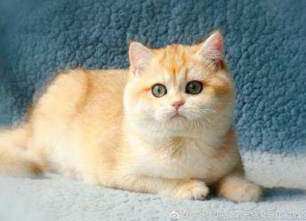 挑选健康猫咪,如何挑选一只粘人又听话的小猫咪