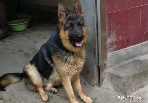 德牧一般几个月就知道看门了,德牧看门