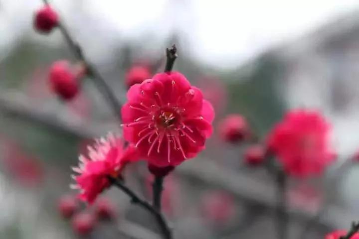 自古咏梅诗词无数,最爱毛主席这句待到山花烂漫时,她在丛中笑