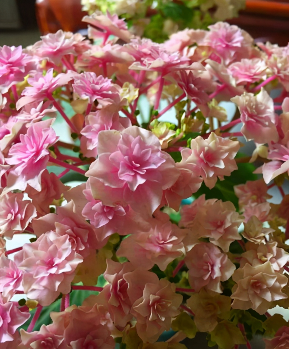 绣球花哪款好看,值得推荐的绣球花