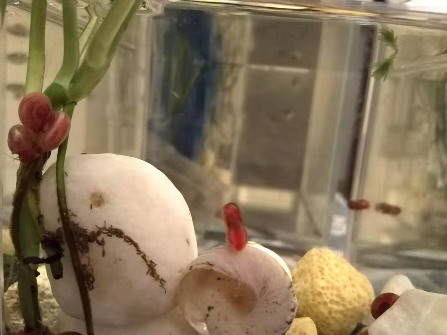 苹果螺是雌雄一体吗,苹果螺雌雄一体是什么意思