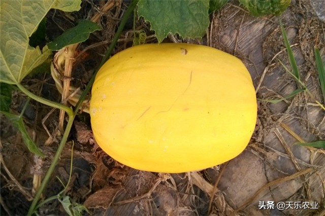 金丝瓜的种植方法和注意事项,金丝瓜种植时间和方法