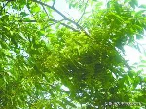 浅谈枣疯病的防治方法