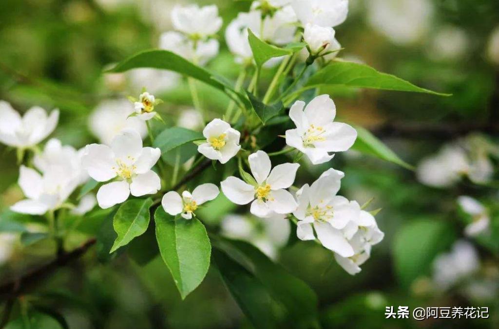 木樨科的花花“真乖”,一朵朵开花不断,越来越爱