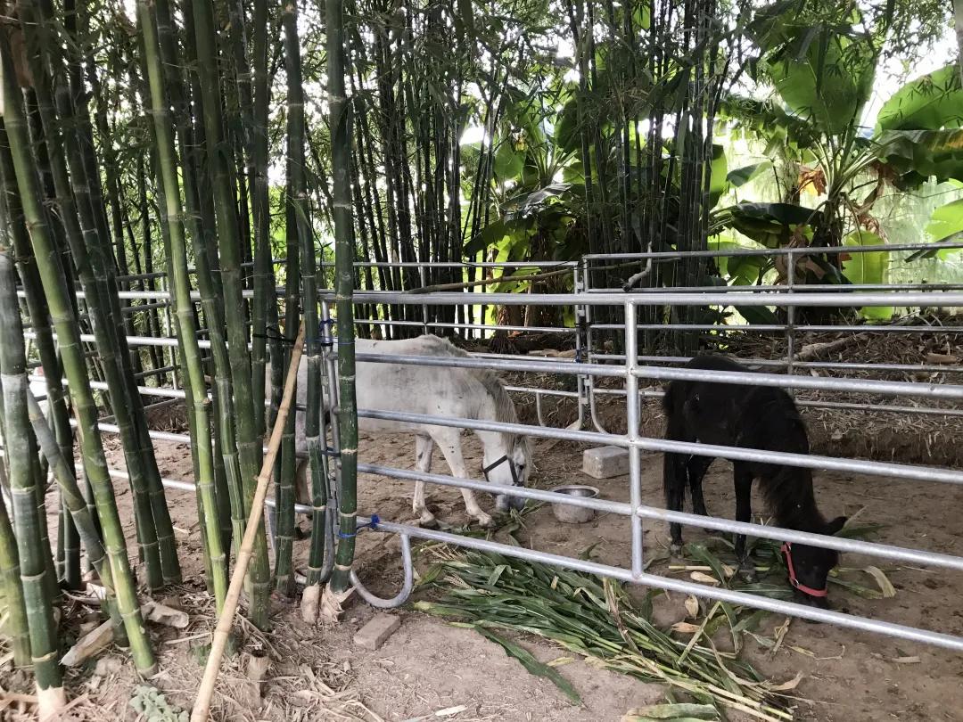 广东十大亲子农场,陈村亲子农场推荐