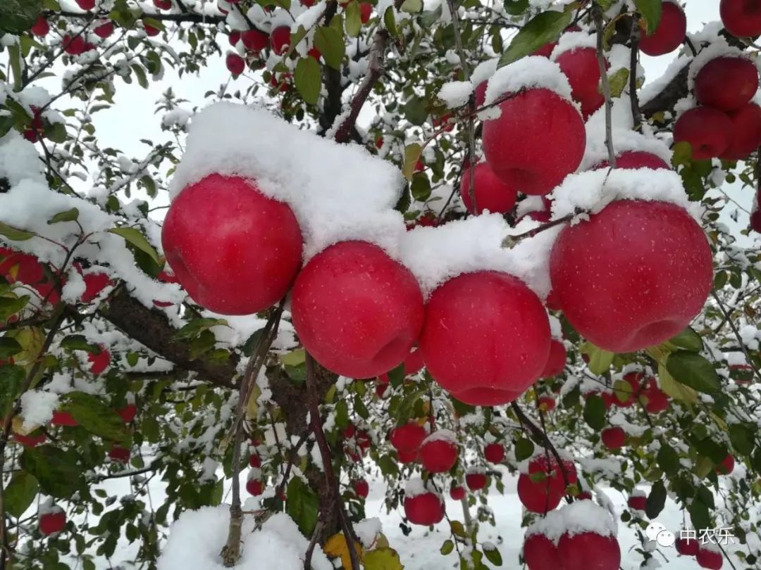 何巨才果园管理,何巨才作品