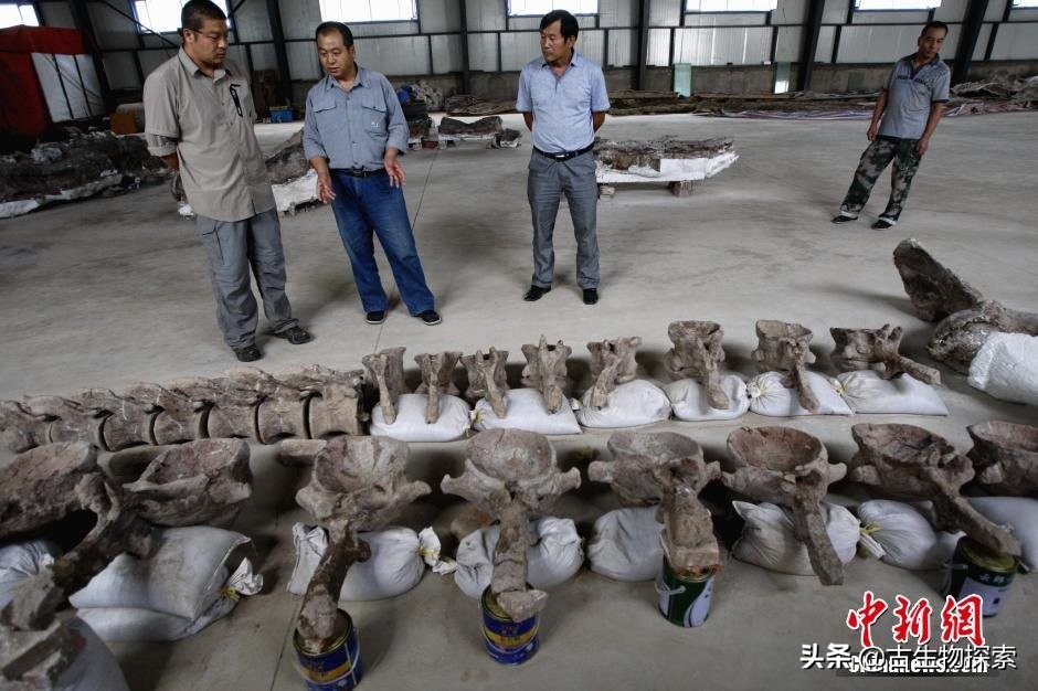 六具令人难以置信的恐龙化石,中国最新发现的恐龙化石