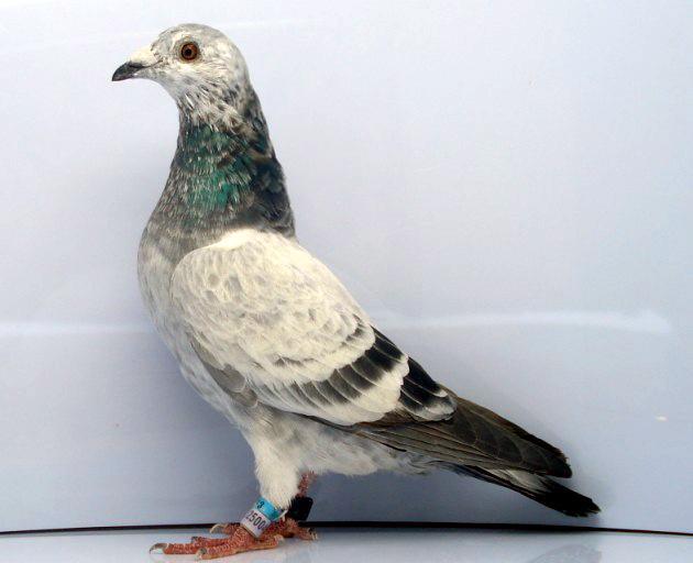 鸽子乱飞怎么办？教你几招轻松解决