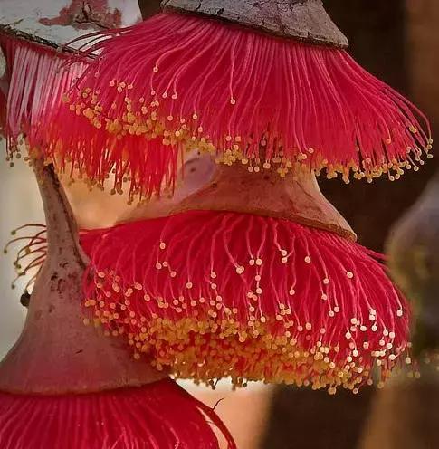 桉树风景图片,西澳桉树花