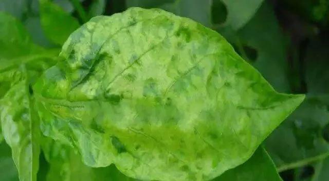 马铃薯这几种病害你都会认吗？认清了以后教你怎么治！（二）