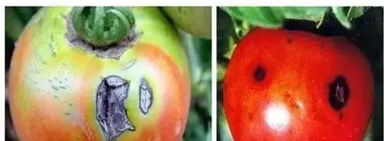 西瓜甜瓜病虫害用药组合配方视频,李子树病虫害防治方法及用药时间