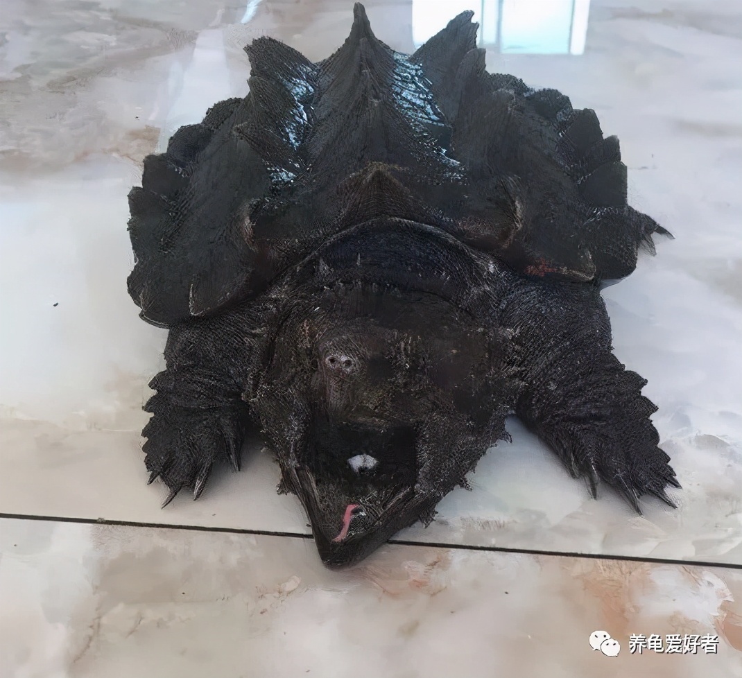 王者绿毛龟,最值得入手玩的龟