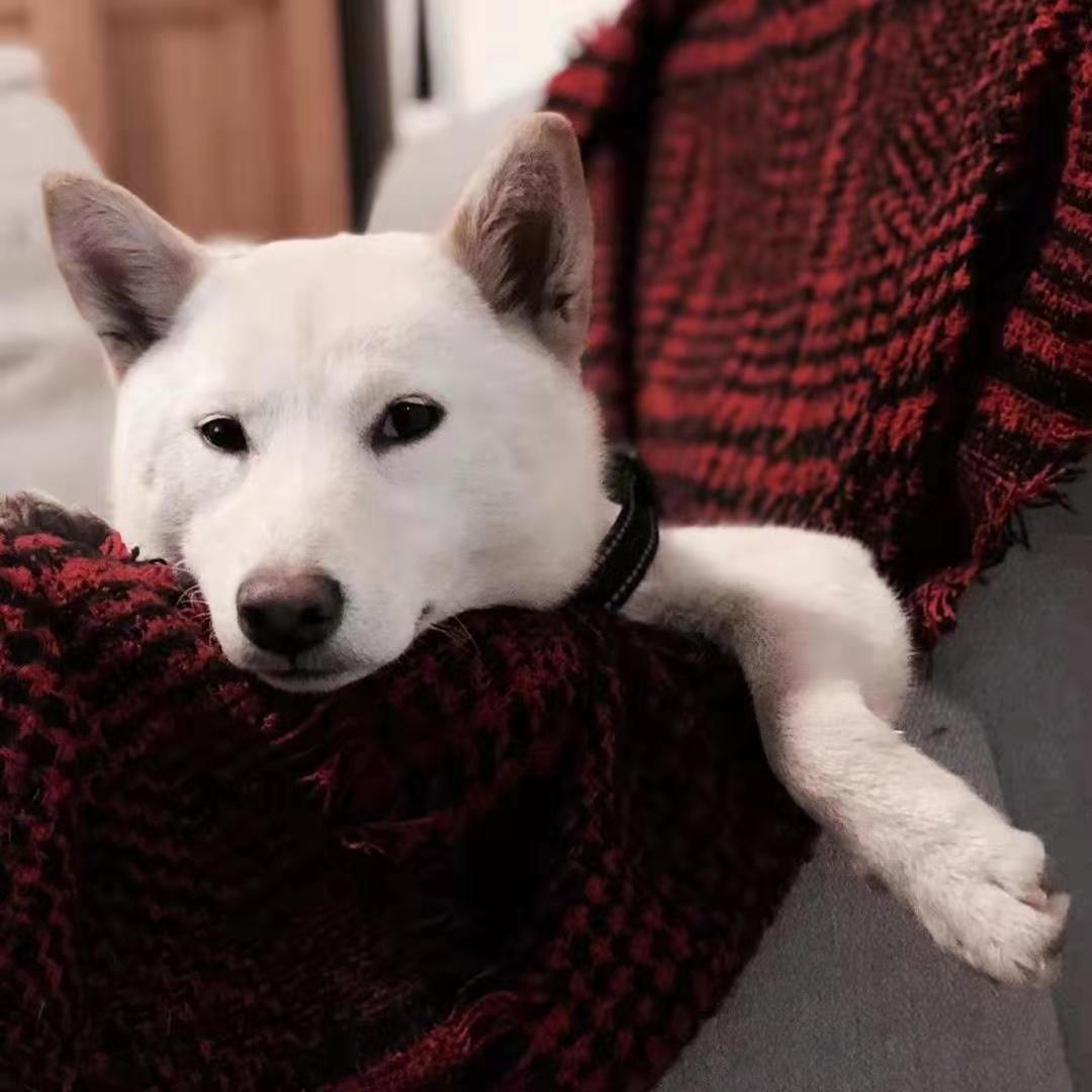 春节宠物留守指南,家庭式寄养宠物猫狗