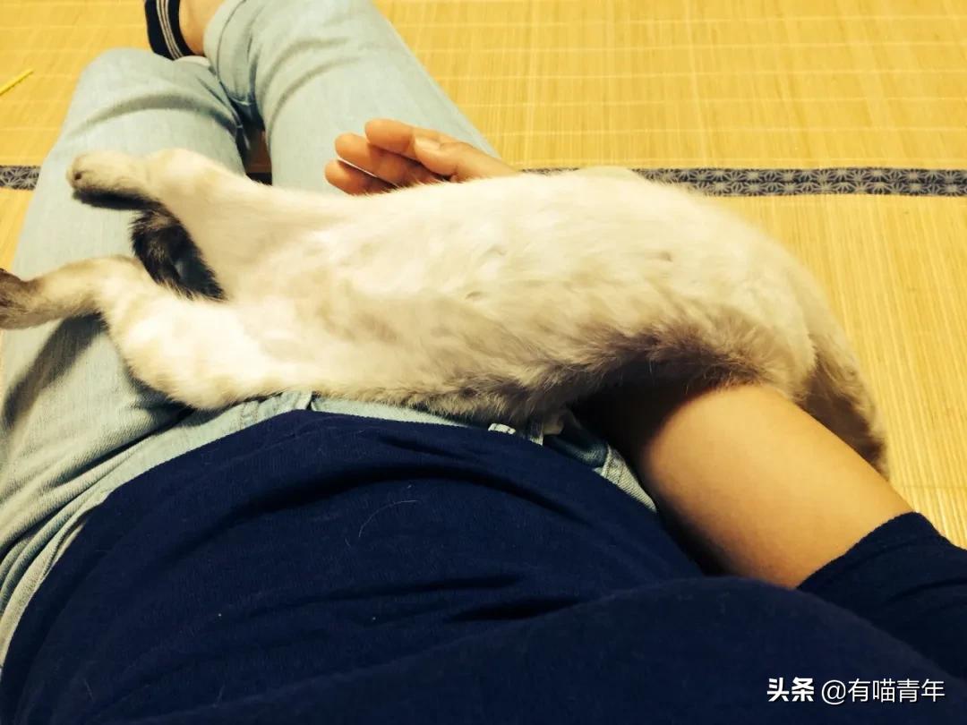 众所周知猫是液体吗,众所周知猫都是液体