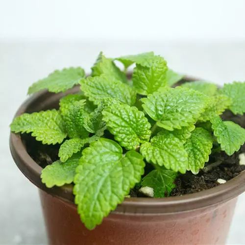 如何做薄荷盆栽,薄荷盆栽各种做法
