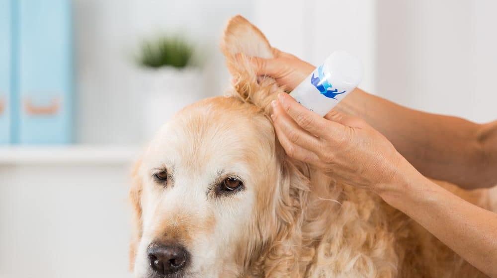 狗狗耳朵脏,该怎么清理?教你5大招,简单易学又省钱!