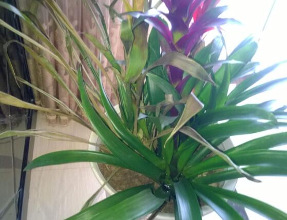 鸿运当头叶子发黄拯救的正确方法,鸿运当头叶子发黄的解决方法