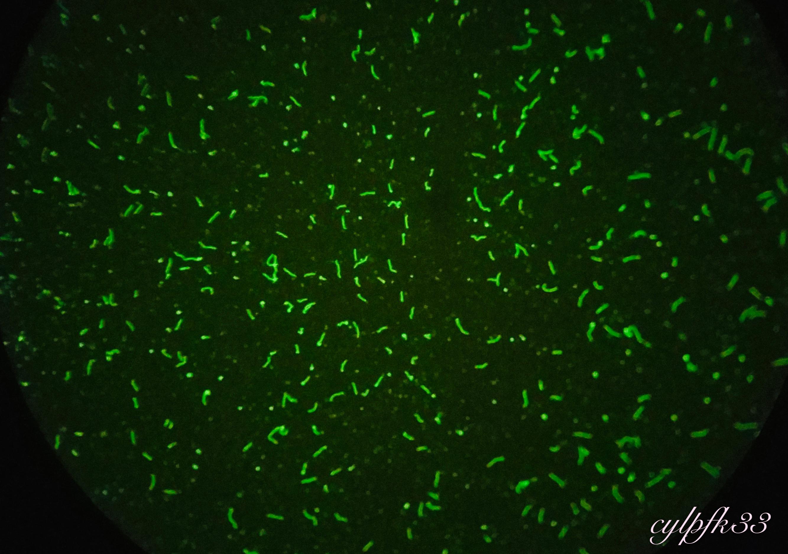 不知道怎么得的梅毒,不知道什么叫梅毒