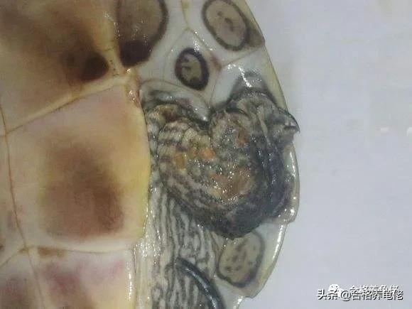龟的腐皮是什么造成的,龟的腐皮腐甲严重怎么办