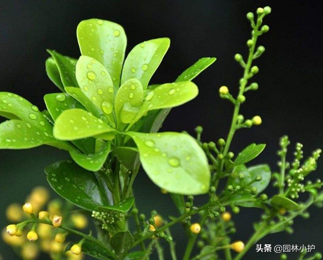 15种室内清新空气花,什么花一年四季都香还适合室内养