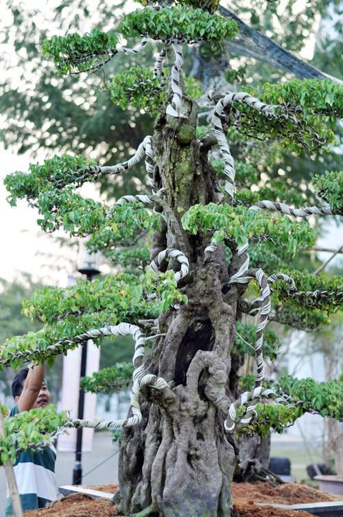 500年古树出售,男子卖掉自家地里一棵树