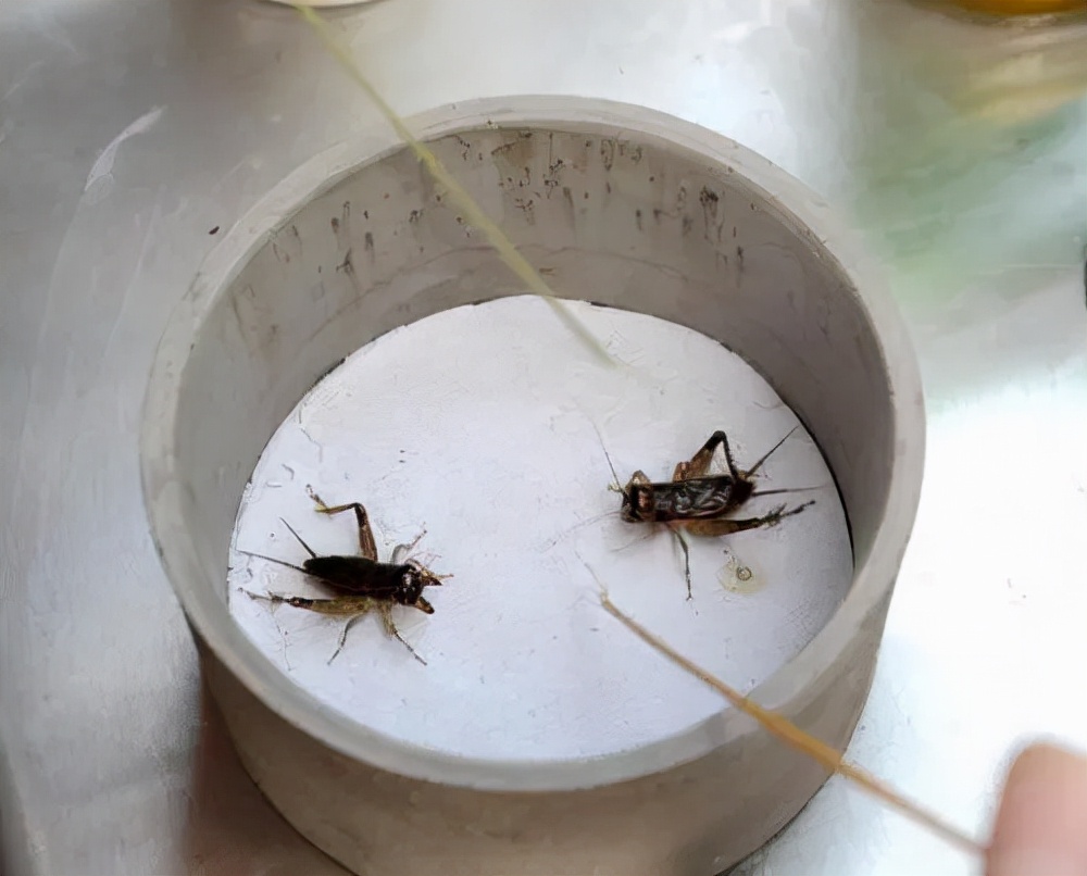 苏州黄大头蟋蟀,蟋蟀顶级黄大头